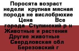 Поросята возраст 4 недели, крупная мясная порода(не вислобрюхие ) › Цена ­ 4 000 - Все города, Ступинский р-н Животные и растения » Другие животные   . Свердловская обл.,Березовский г.